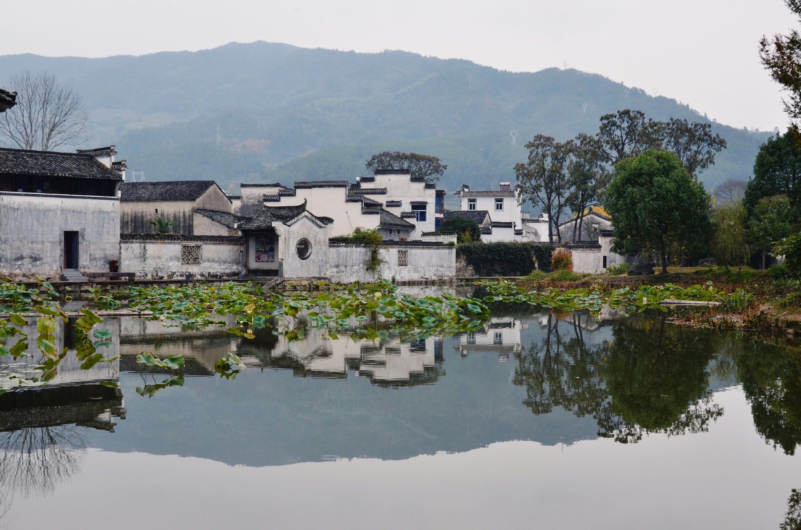 Whitewashed Huizhou houses of Chengkan reflected in a lotus pond