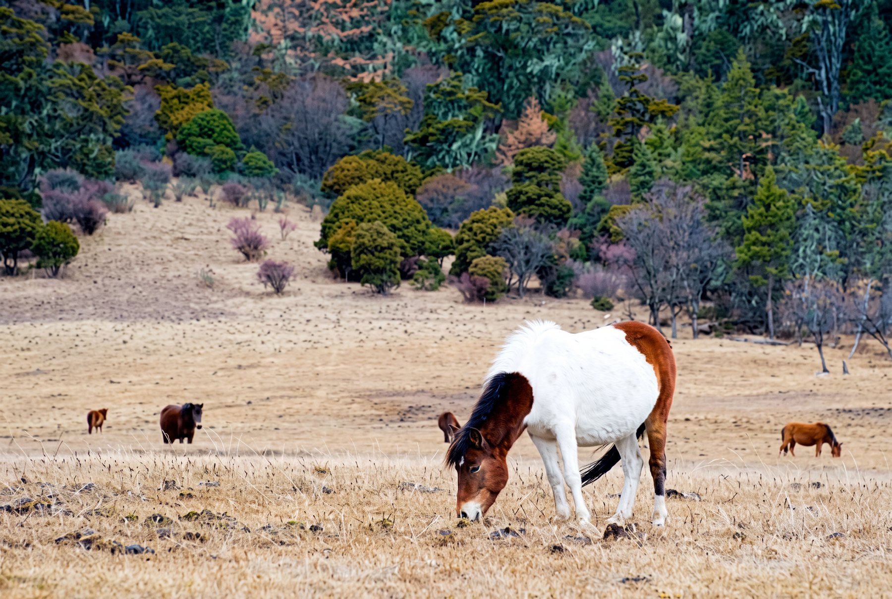 Horses grazing in a meadow at Potatso National Park