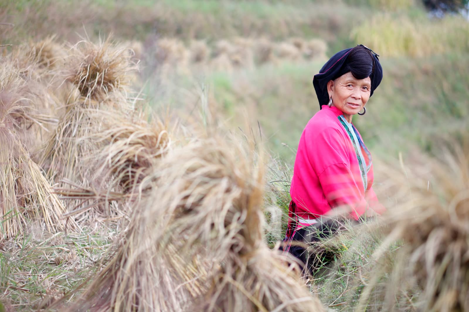 Woman of the Zhuang or Yao ethnic minority among harvested rice sheaves