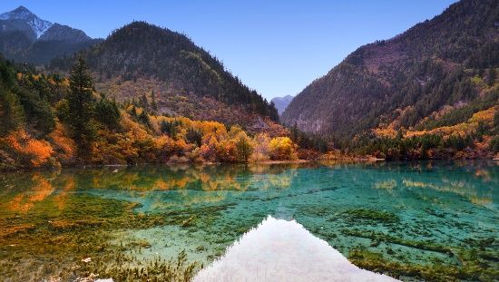 Turquoise Five Flower Lake surrounded by autumn color in Jiuzhaigou