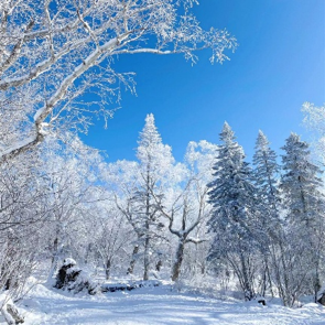 Rime-covered forest under a clear blue sky near Snow Town