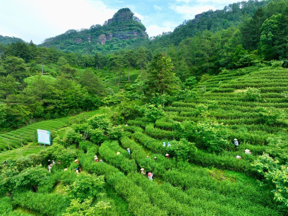 Tea pickers working the terraced bushes below Mount Wuyi's cliffs