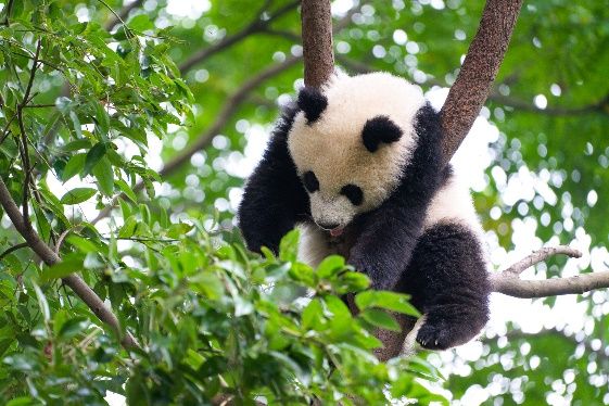 Giant panda cub resting in a tree at the Dujiangyan reserve